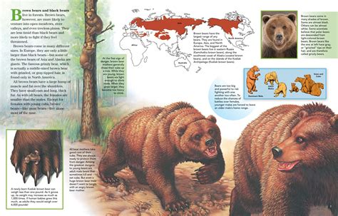 Brown Bears - NWF | Ranger Rick