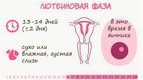 Лютеиновая фаза что это и какой день цикла
