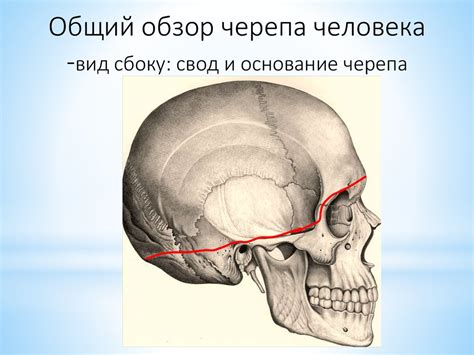 Общая анатомия черепа - презентация онлайн