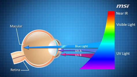 blue light affect  brain iristech