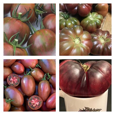 Purple Tomato Mix | Seeds – Murray Seed Co