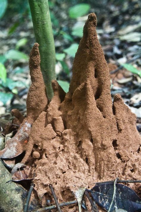 Ant control 101 identify types of ants in houses – Artofit