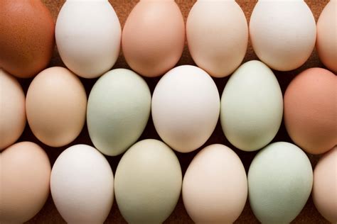 unexpected eggshell color variance backyard poultry