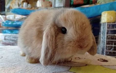 100 Amazingly Unique Rabbit Names To Give Your Bunny - PetPress