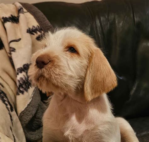 Spinone Italiano Puppies For Sale