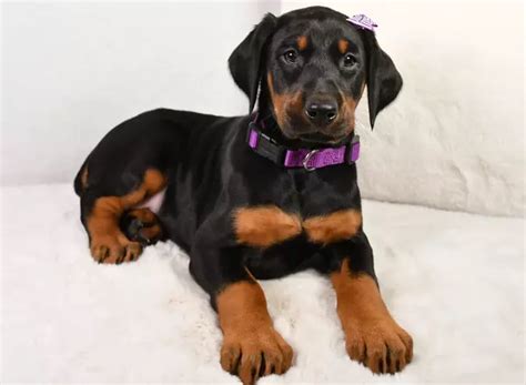 Registered Doberman Pinscher Puppies for Sale | TrustedPuppies.com