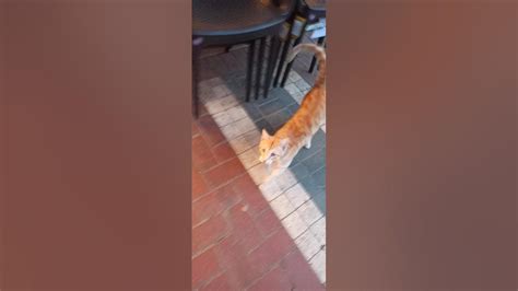 кошачий голос. кошачий крик. кошачий крик. котенок мяукает. - YouTube