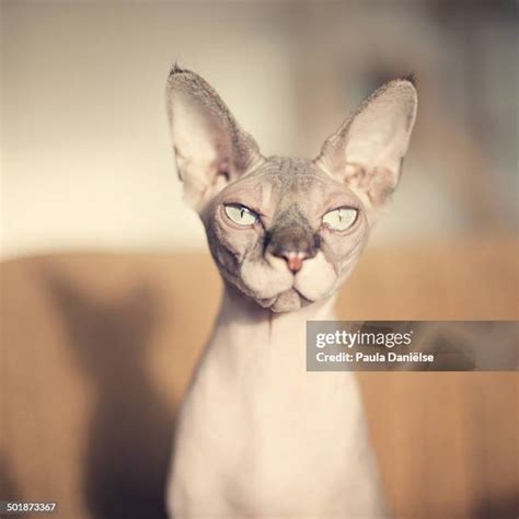 117 Diva Cat Stock Photos, High-Res Pictures, and Images - Getty Images