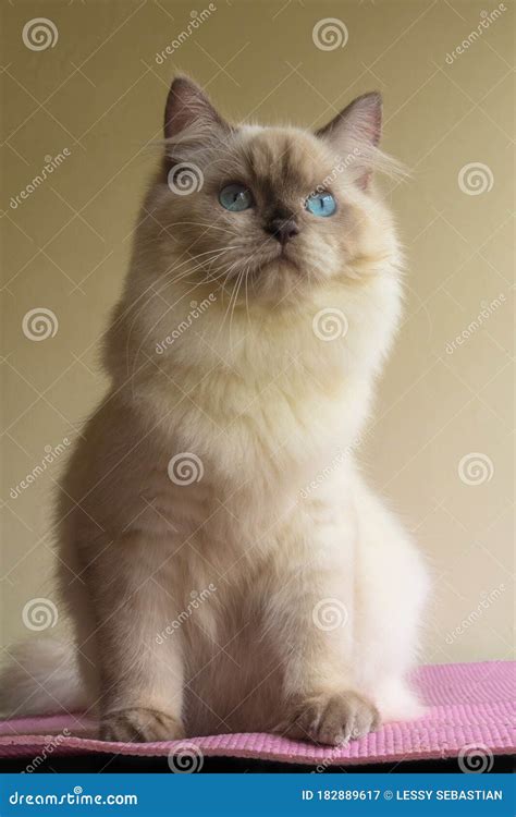 The Blue Eyes of Persian Cat Stock Image - Image of finger, yellow: 182889617