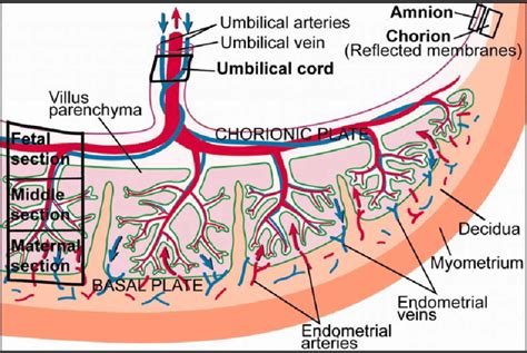 structure  placenta    scientific diagram