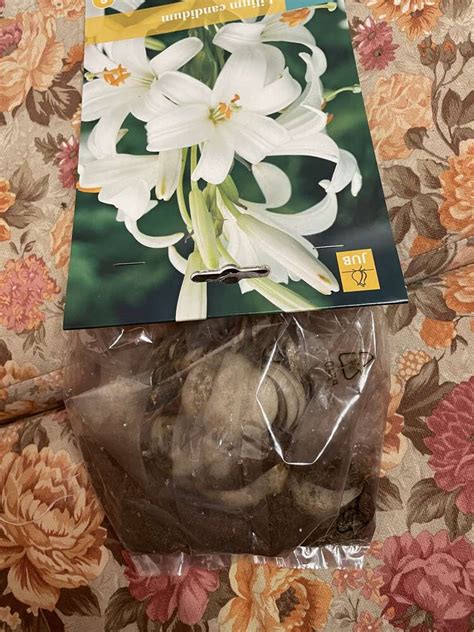 Лилия белоснежная (Lilium candidum) купить луковицы в Москве по низкой ...