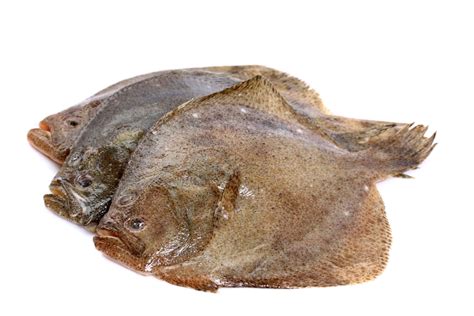 Turbot | Nautica Depot