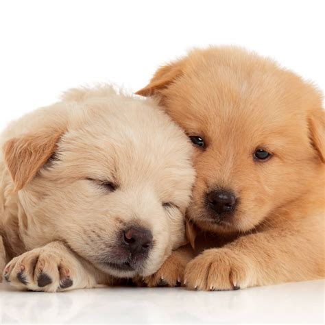 Veterinary Clinical Pathology. – Industrial Biotech International / IBI ...