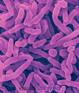 Propionibacterium freudenreichii - NBRC 12424 - CHỦNG VI SINH VẬT CHUẨN ...