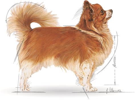 Royal Canin Chihuahua Adult - Csivava felnőtt kutya szára...