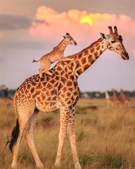 Dit zijn de grappigste dierenfoto s van het afgelopen jaar – Artofit