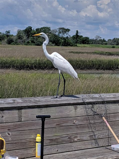 This egret is not shy and eats all the leftovers from the fishermen