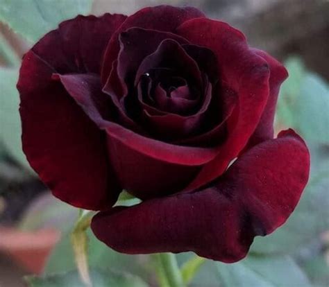Black Lady – Rose-Biblio