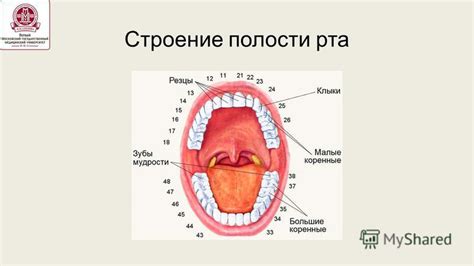 Презентация на тему: "Гигиена полости рта необходимая часть дневного ...