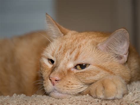 Картинки рыжих котов (51 фото) - 51 фото