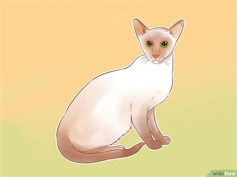 Как определить породу кошки