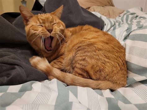 aow images    freepik