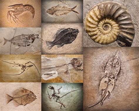 uncovering  earths ancient fossil remains exploring  earths