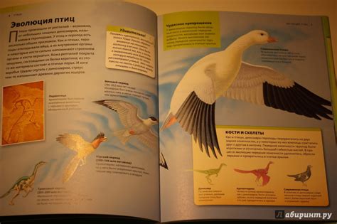 Книга: Птицы - . Купить книгу, читать рецензии | Лабиринт