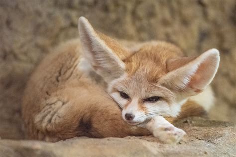Fennec Fox | Starmind Conservation