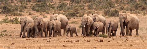 addo elephant national park africa geographic