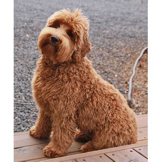 Голдендудль (Goldendoodle) собака. ФОТО, ЦЕНА, продолжительность жизни ...
