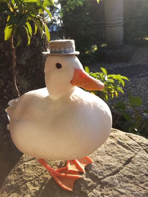 Dapper duck : r/duck