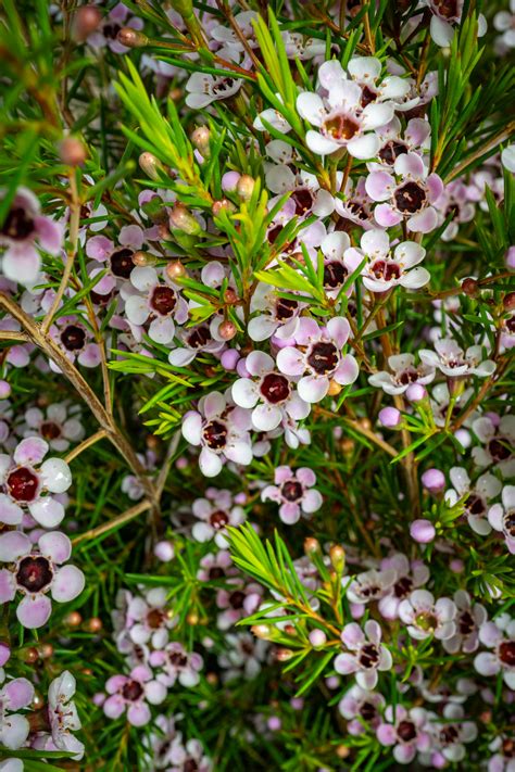 Pink Lady Stephanie Waxflower - Wholesale Bulk Flowers San Diego