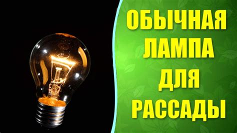 💡 Подсветка рассады лампой дневного света. Есть ли польза для рассады ...