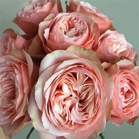 peach flowers ideas peach flowers flowers beautiful flowers