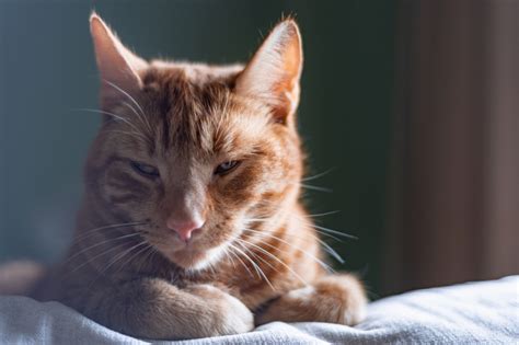 Squamous Cell Carcinoma in Cats - Symptoms, Treatment, and Prevention