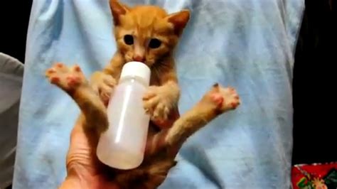 Кормление котёнка - YouTube
