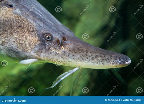 Sterlet Fish Head, Sterlet, Against the Background of a Green River ...