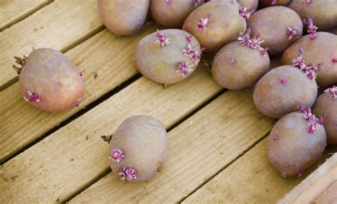 Готовим клубни картофеля к посадке: как не упустить важные моменты ...