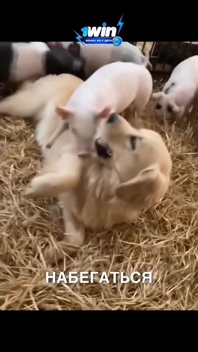 Лучшие друзья собакена 😂 #истории #история #новости #новость # ...
