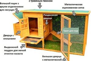 Как построить курятник на даче: условия для держания птицы, особенности ...