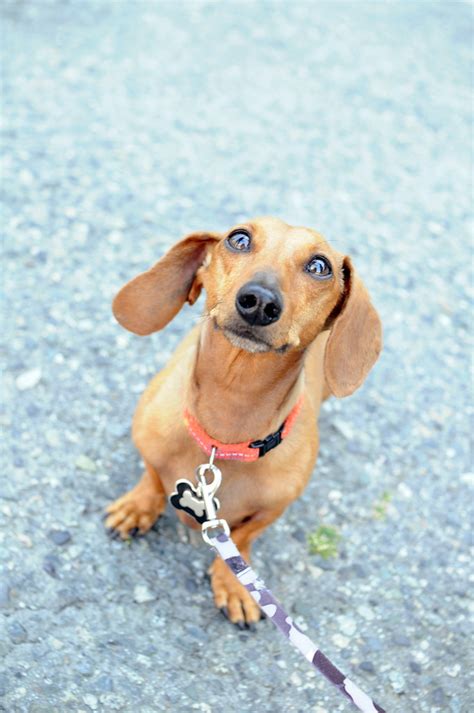 weiner dog! | stephanie vacher | Flickr
