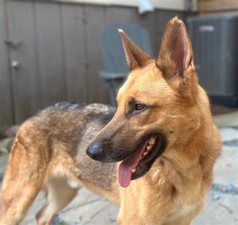 how much is it to adopt a german shepherd