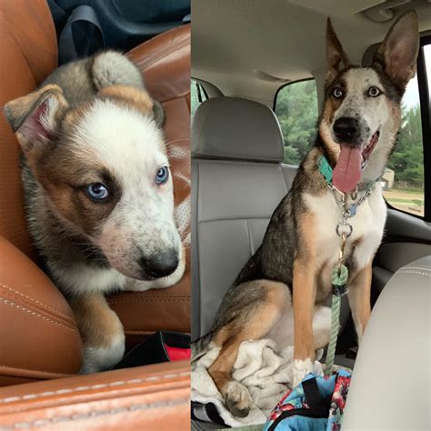 My Kaida is about to turn 1 in a few weeks 😭💙 : r/rarepuppers