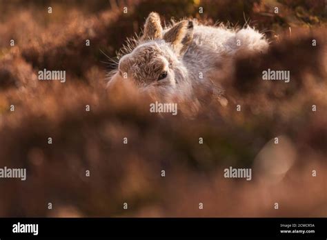 Closeup portrait of a Mountain hare , Scotland Stock Photo - Alamy