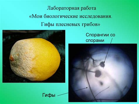 Грибы — гетеротрофы - презентация онлайн