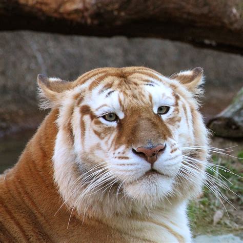 Memphis Zoo - (photo by Lisa Richardson) Golden Tabby Tiger (aka