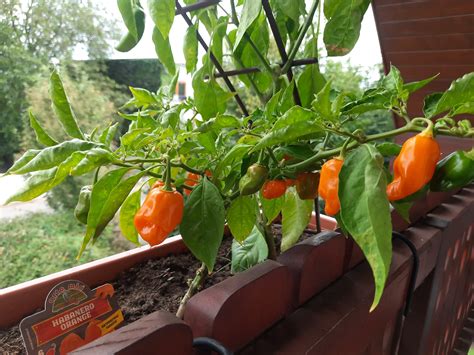 Chillies - sbs 3D