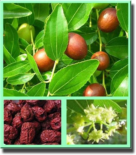 Унаби, финик китайский, ююба китайская (Zizyphus jujuba, Rhamnus ...