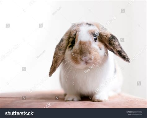 lop eared animal images stock  vectors shutterstock